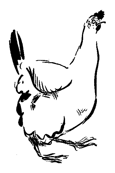 雌鶏の挿絵1