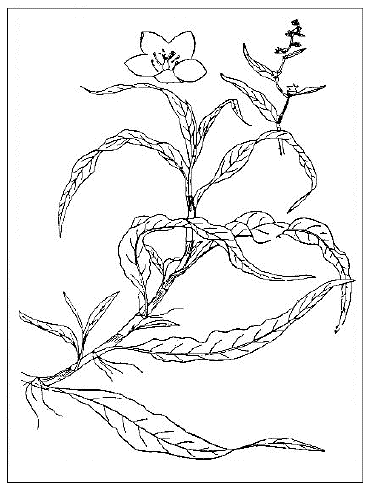 「カワタデ一名ミゾタデ(飯沼慾斎著『草木図説』)」のキャプション付きの図