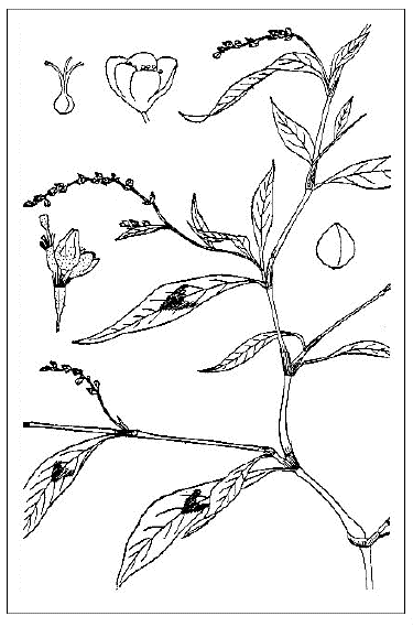 「ボントクタデ(飯沼慾斎著『草木図説』の図)(下方の花穂の一部ならびに果実の二つは牧野補入)」のキャプション付きの図