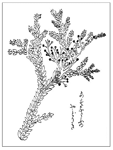 「アスナロウノヤドリギ=アスナロノヒジキ(『本草図譜』)(原図着色)」のキャプション付きの図