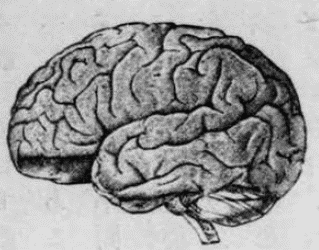 「人の脳髄の側面」のキャプション付きの図