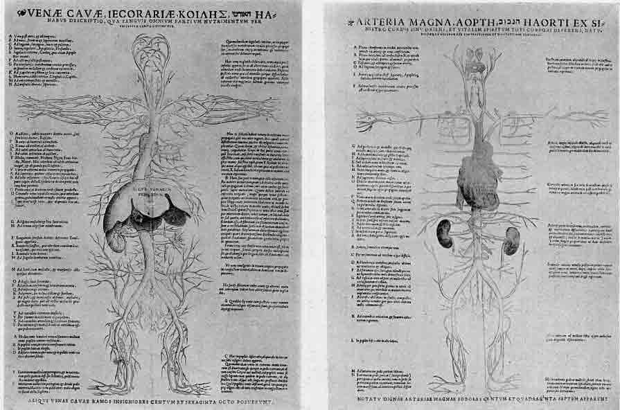「第67、68図 ヴェサリウスの「解剖の図」(1538)における血管系についてのガレノスの見解(静脈:A、動脈:B)」のキャプション付きの図