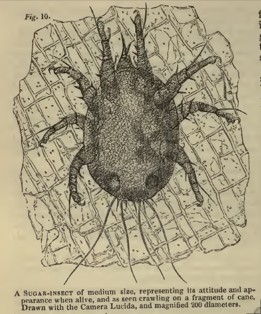 「Fig10 砂糖内のダニ(sugar insect)、」のキャプション付きの図